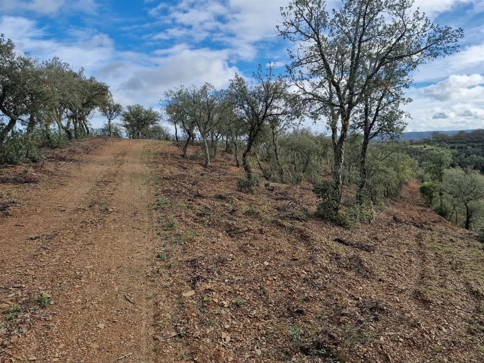 Terreno para Venda em Santa Cruz Foto 3
