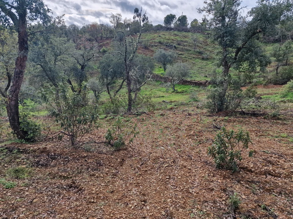 Terreno para Venda em Santa Cruz Foto 1