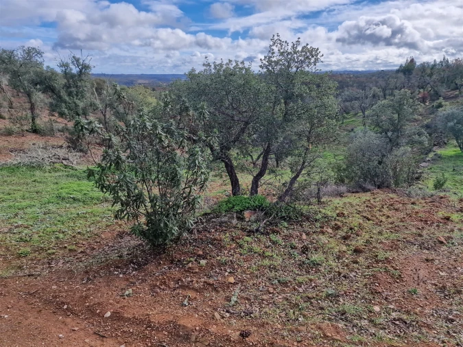 Terreno para Venda em Santa Cruz Foto 7