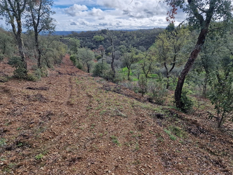 Terreno para Venda em Santa Cruz Foto 2