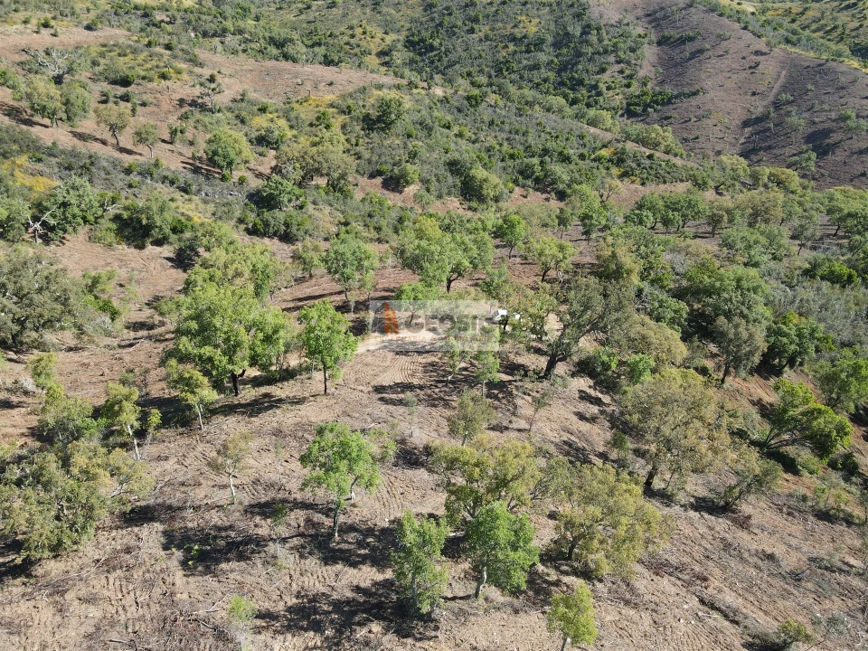 Terreno Agricola ou Rústico para Venda em Almodôvar e Graça dos Padrões Foto 4