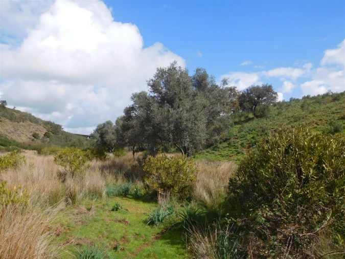 Quinta T1 para Venda em Santa Clara-A-Nova e Gomes Aires Foto 6