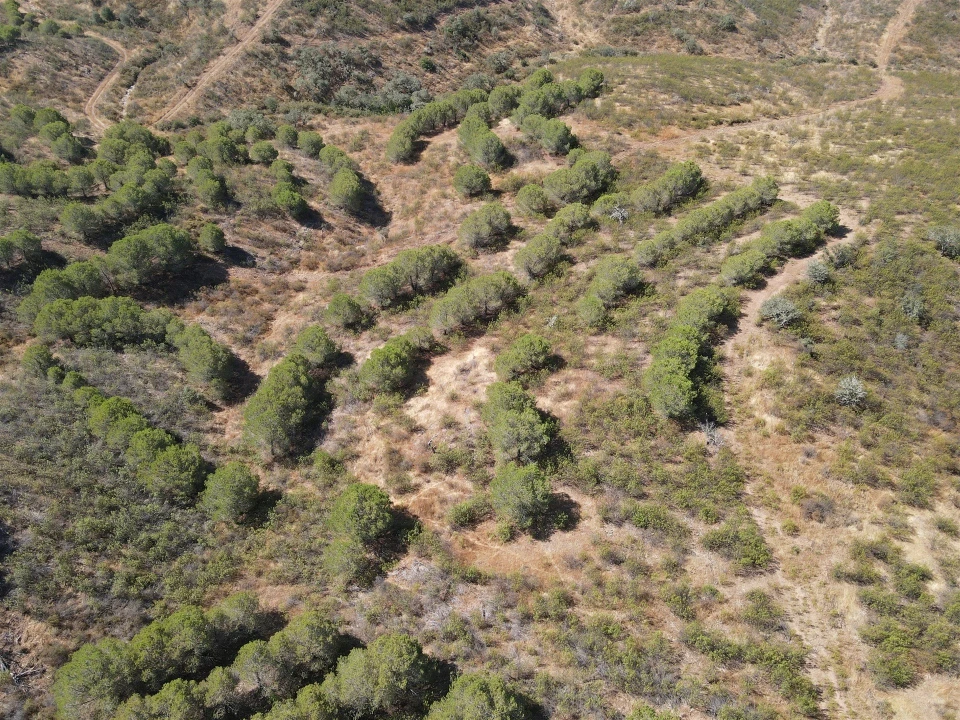 Terreno Agricola ou Rústico para Venda em Vaqueiros Foto 2