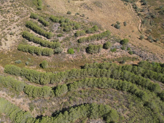 Terreno Agricola ou Rústico para Venda em Vaqueiros Foto 5