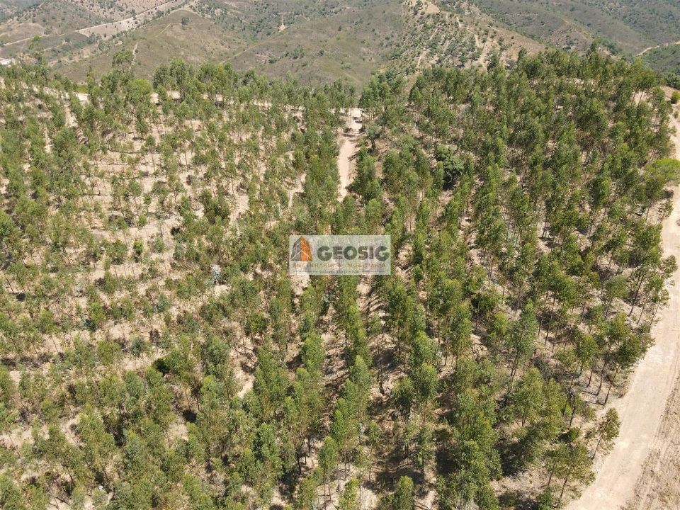 Quinta T0 para Venda em São Barnabe Foto 29