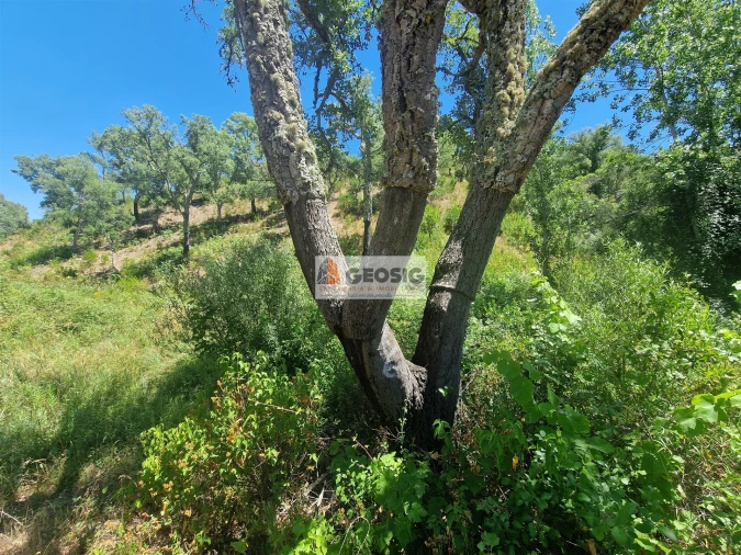 Terreno Agricola ou Rústico para Venda em São Barnabe Foto 10