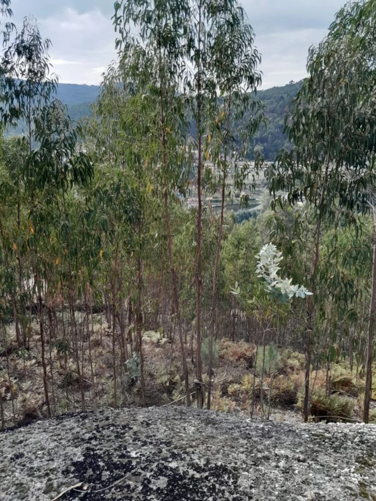 Terreno para Venda em Mosteiro Foto 5