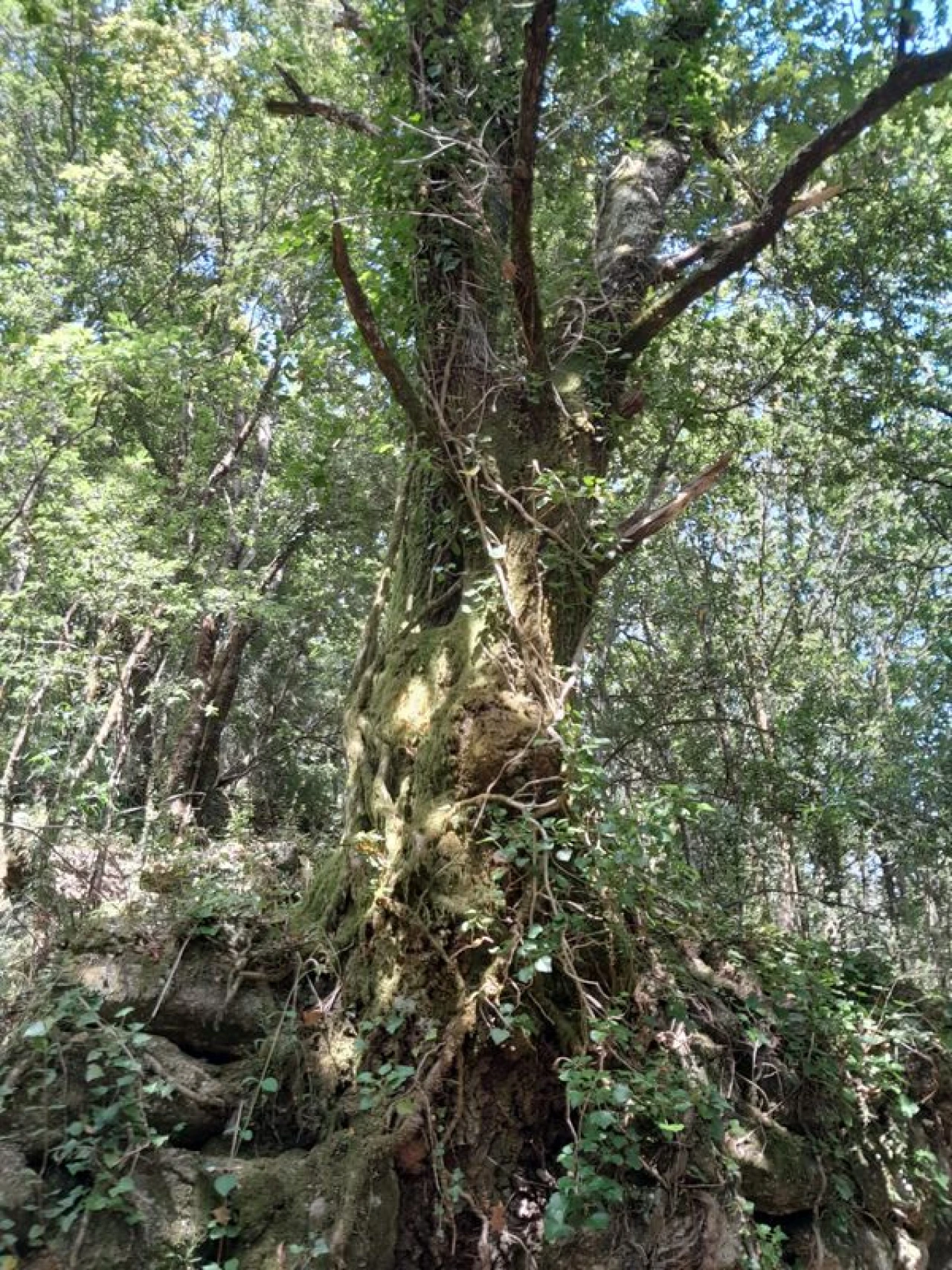 Terreno para Venda em Mosteiro Foto 8