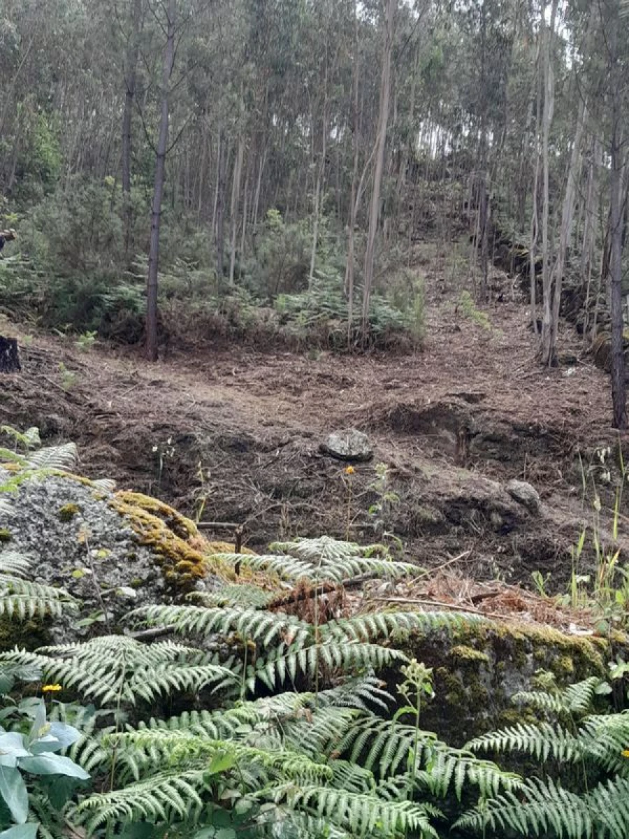 Terreno para Venda em Mosteiro Foto 6