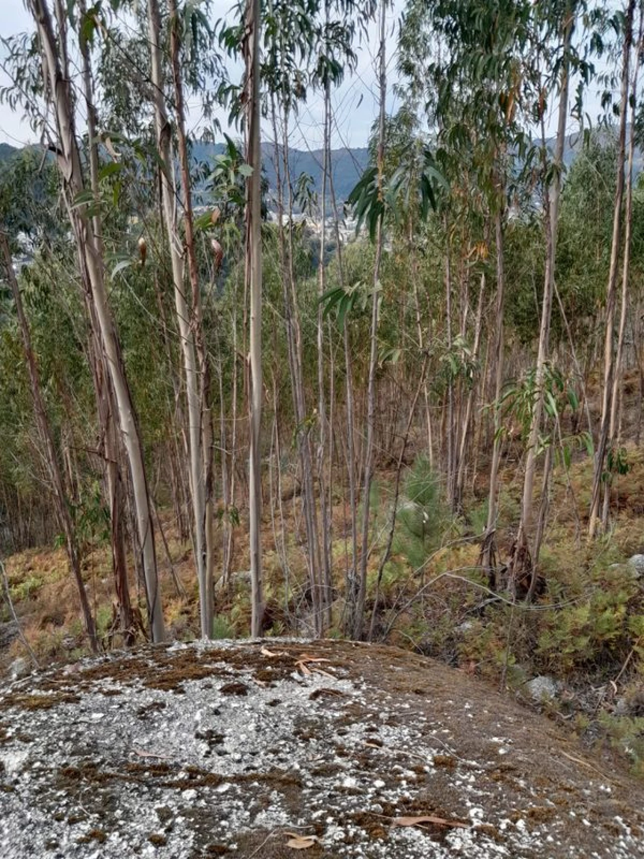 Terreno para Venda em Mosteiro Foto 1
