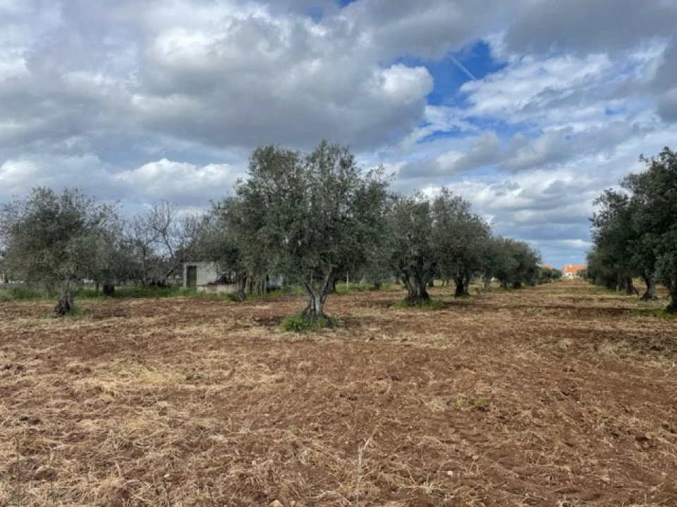 Quinta para Venda em Ponte de Sor, Tramaga e Vale de Açor Foto 12