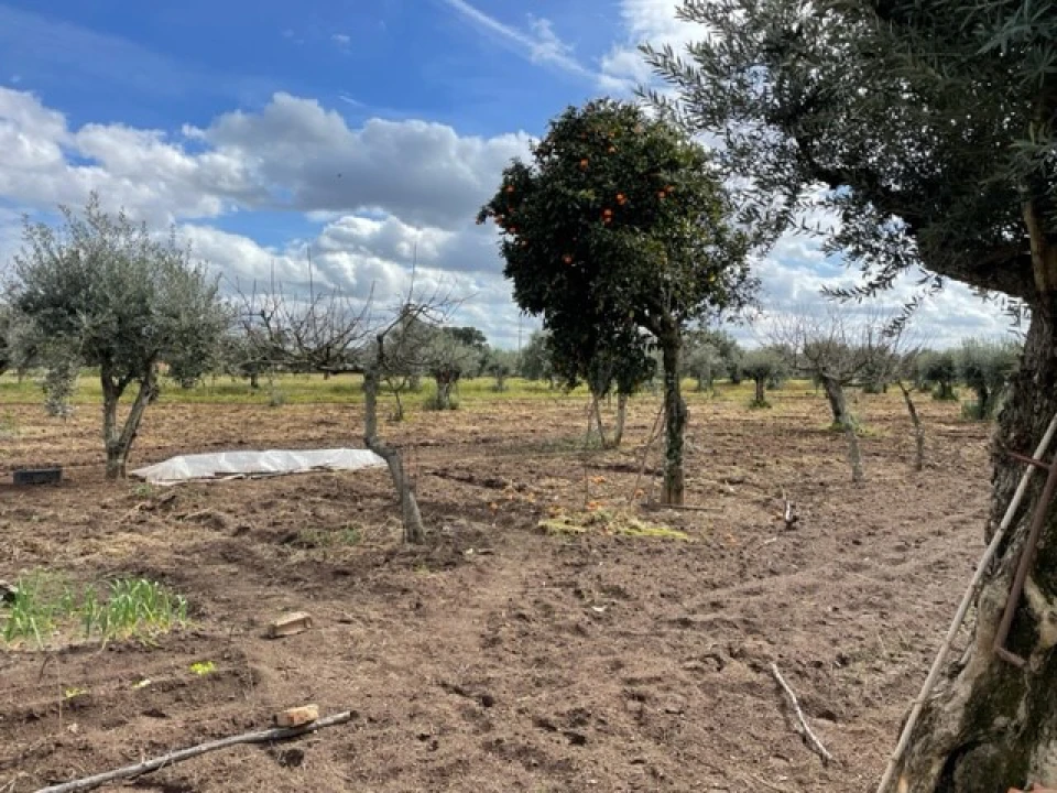 Quinta para Venda em Ponte de Sor, Tramaga e Vale de Açor Foto 14