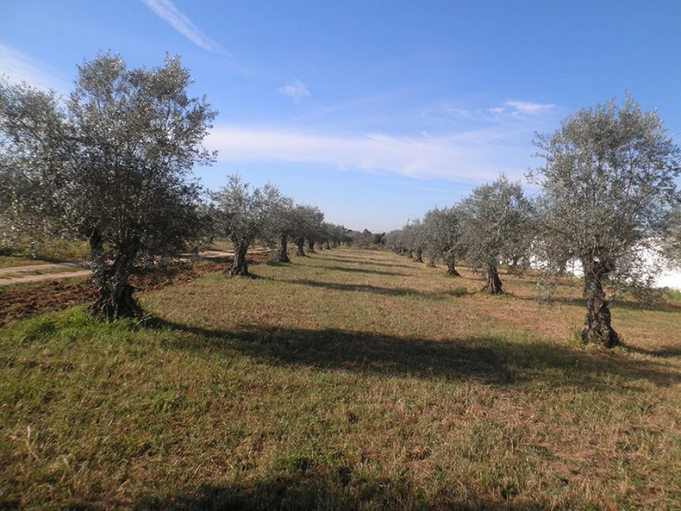 Quinta para Venda em Ponte de Sor, Tramaga e Vale de Açor Foto 7