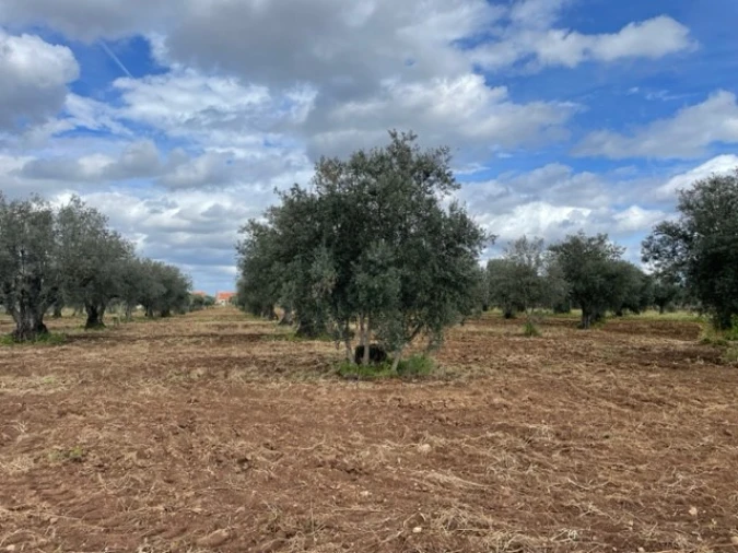 Quinta para Venda em Ponte de Sor, Tramaga e Vale de Açor Foto 11