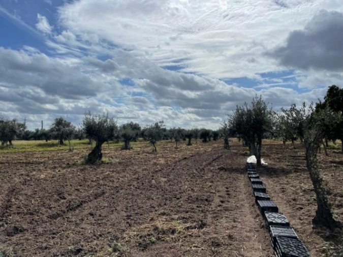 Quinta para Venda em Ponte de Sor, Tramaga e Vale de Açor Foto 13