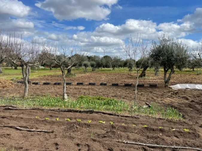 Quinta para Venda em Ponte de Sor, Tramaga e Vale de Açor Foto 15