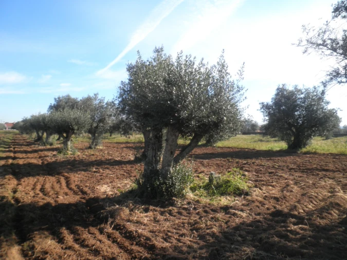 Quinta para Venda em Ponte de Sor, Tramaga e Vale de Açor Foto 16