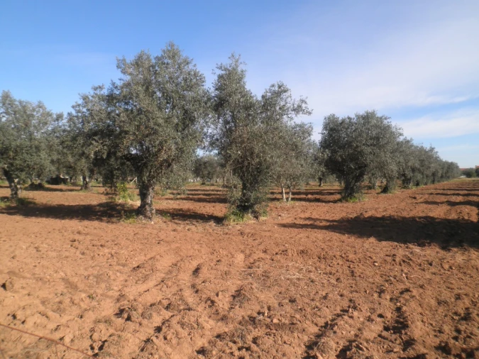 Quinta para Venda em Ponte de Sor, Tramaga e Vale de Açor Foto 17