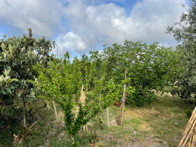 Quinta T1 para Venda em Ponte de Sor, Tramaga e Vale de Açor Foto 8