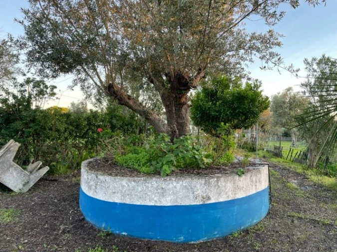 Quinta para Venda em Benavila e Valongo Foto 40