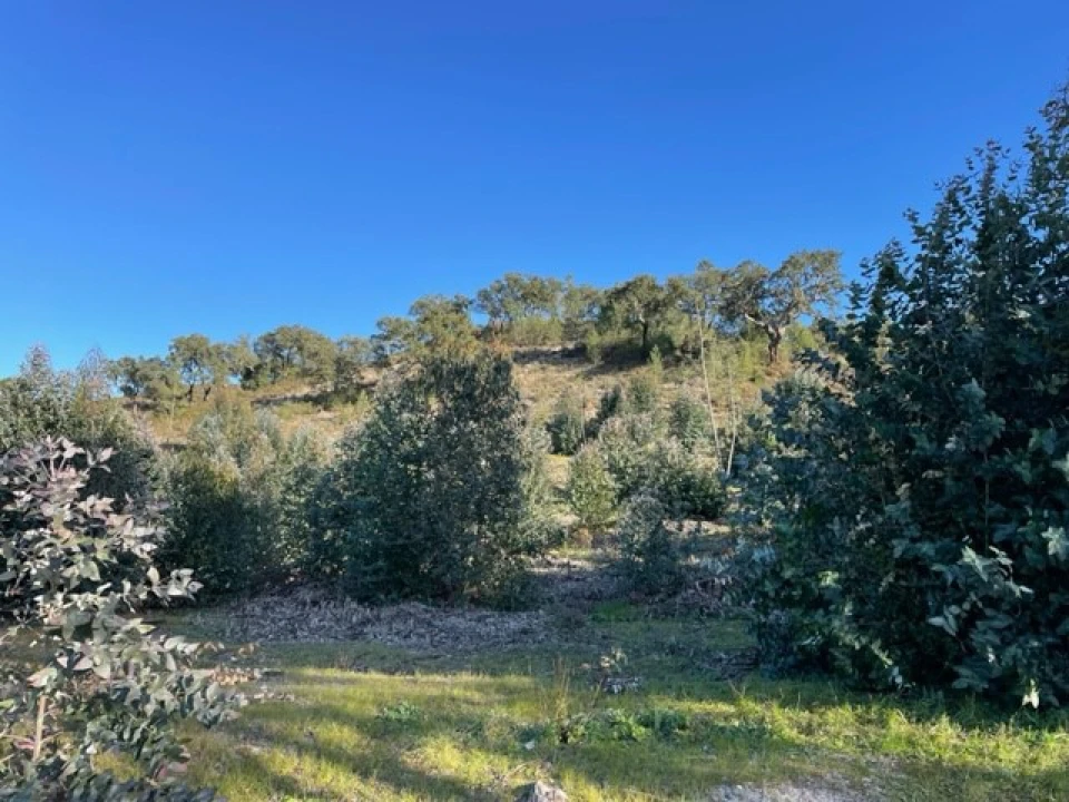 Terreno Agricola ou Rústico para Venda em Ponte de Sor, Tramaga e Vale de Açor Foto 2