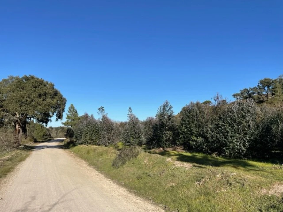 Terreno Agricola ou Rústico para Venda em Ponte de Sor, Tramaga e Vale de Açor Foto 3