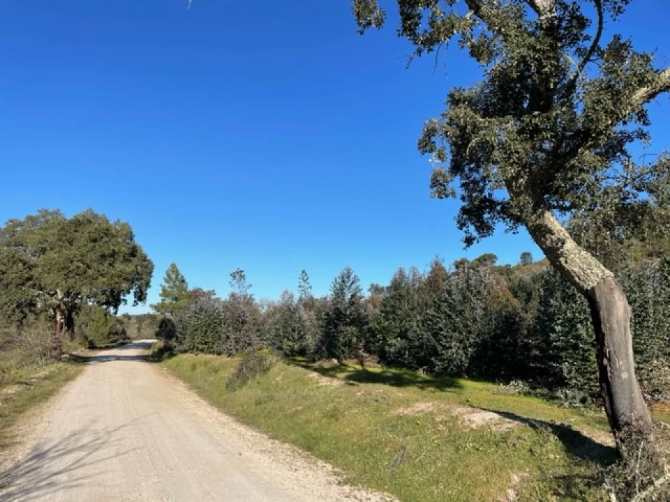 Terreno Agricola ou Rústico para Venda em Ponte de Sor, Tramaga e Vale de Açor Foto 4