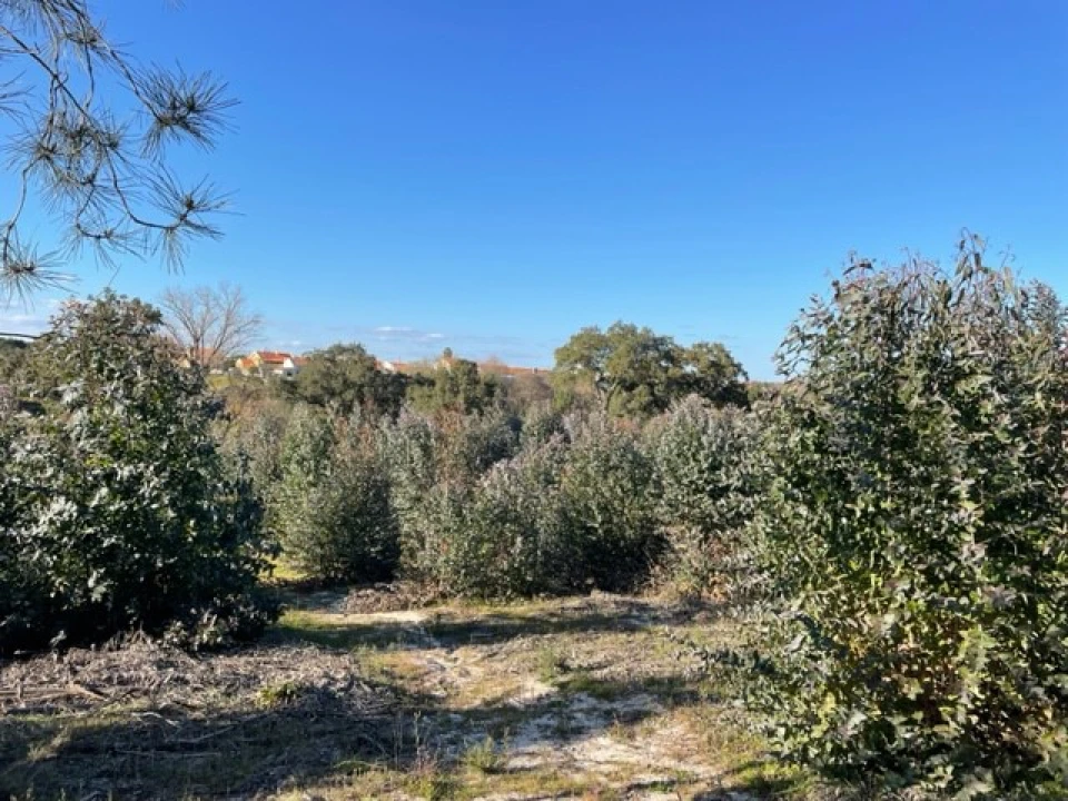 Terreno Agricola ou Rústico para Venda em Ponte de Sor, Tramaga e Vale de Açor Foto 5