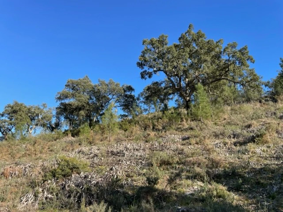 Terreno Agricola ou Rústico para Venda em Ponte de Sor, Tramaga e Vale de Açor Foto 8