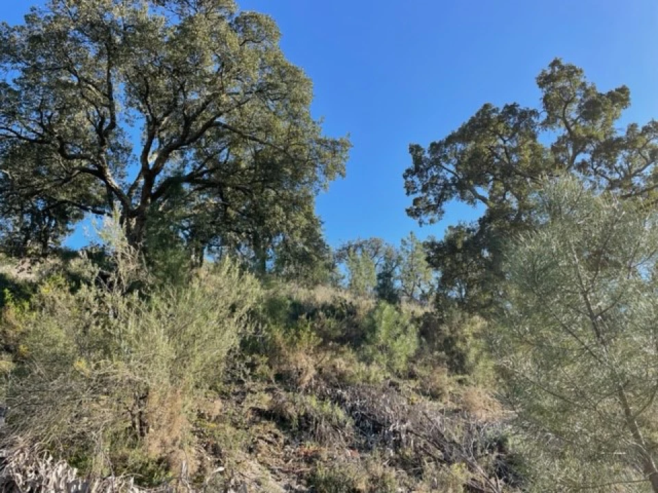 Terreno Agricola ou Rústico para Venda em Ponte de Sor, Tramaga e Vale de Açor Foto 10