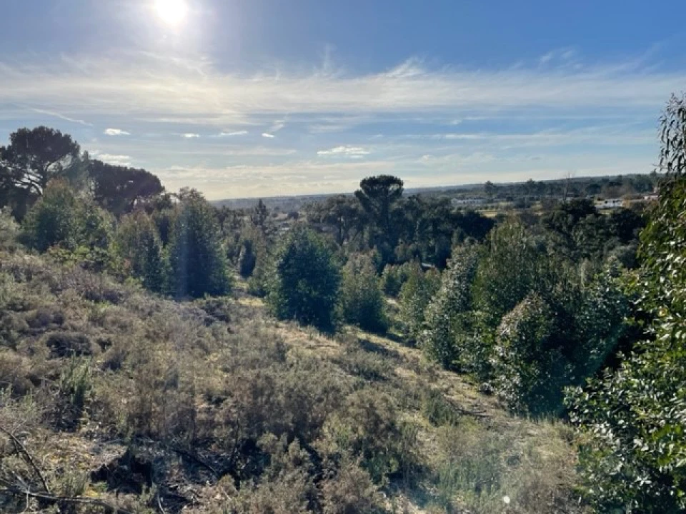 Terreno Agricola ou Rústico para Venda em Ponte de Sor, Tramaga e Vale de Açor Foto 11