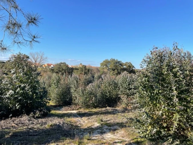 Terreno Agricola ou Rústico para Venda em Ponte de Sor, Tramaga e Vale de Açor Foto 5