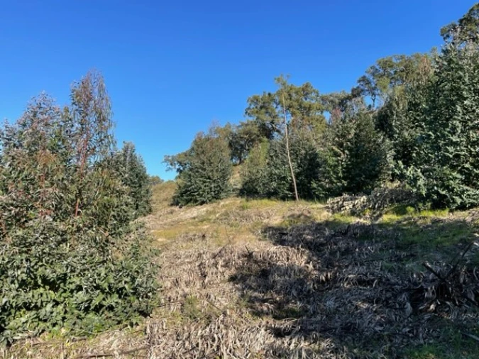 Terreno Agricola ou Rústico para Venda em Ponte de Sor, Tramaga e Vale de Açor Foto 6