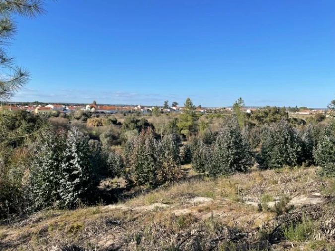 Terreno Agricola ou Rústico para Venda em Ponte de Sor, Tramaga e Vale de Açor Foto 9
