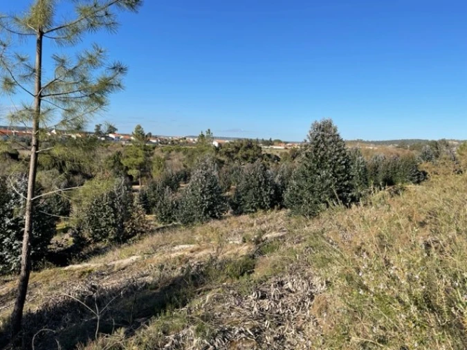 Terreno Agricola ou Rústico para Venda em Ponte de Sor, Tramaga e Vale de Açor Foto 12