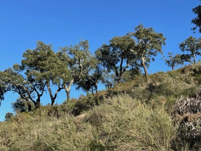 Terreno Agricola ou Rústico para Venda em Ponte de Sor, Tramaga e Vale de Açor Foto 13