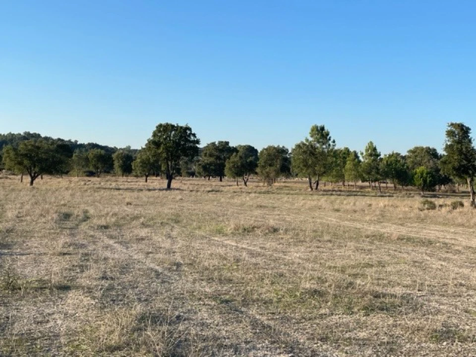 Terreno Agricola ou Rústico para Venda em Ponte de Sor, Tramaga e Vale de Açor Foto 6