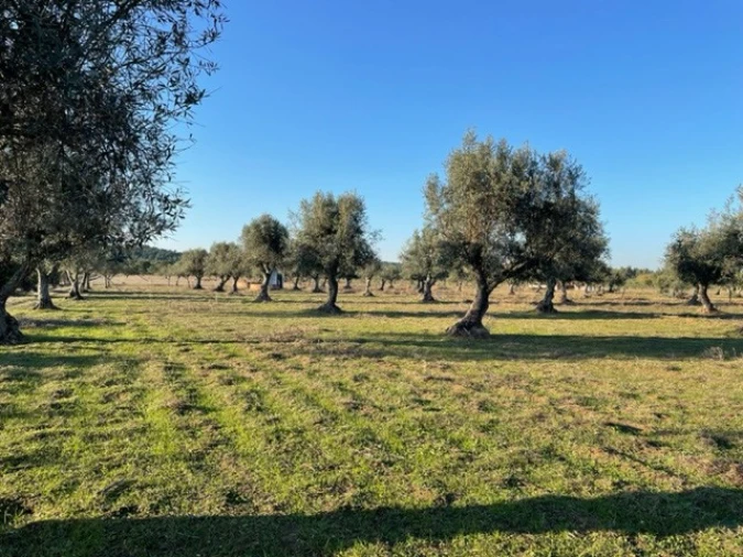 Terreno Agricola ou Rústico para Venda em Ponte de Sor, Tramaga e Vale de Açor Foto 3