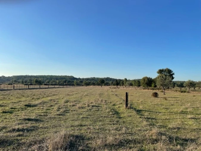 Terreno Agricola ou Rústico para Venda em Ponte de Sor, Tramaga e Vale de Açor Foto 4