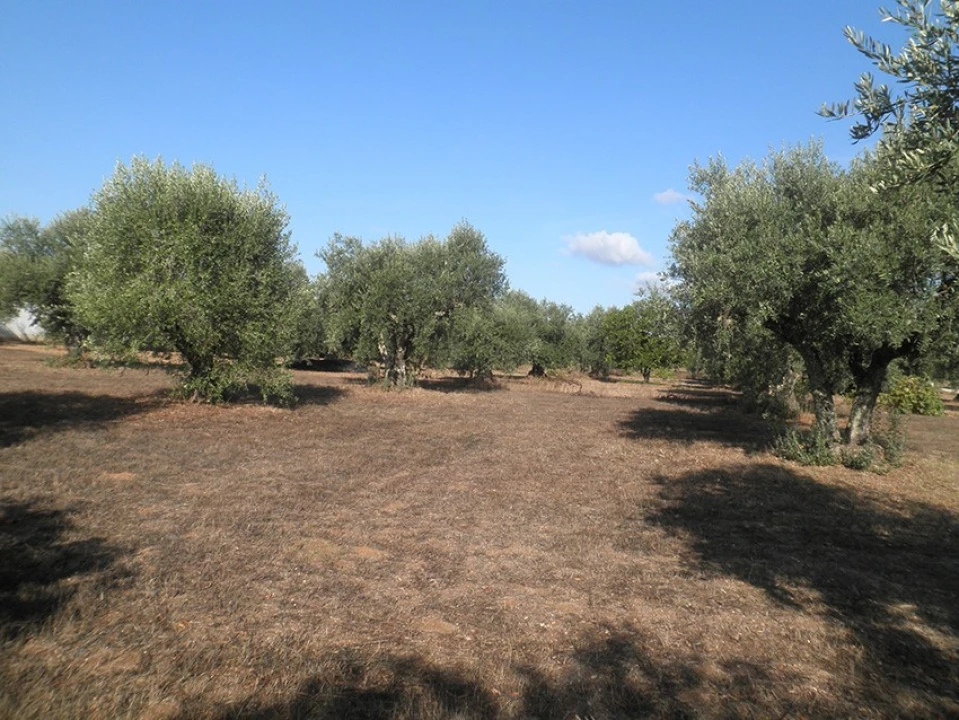 Terreno Agricola ou Rústico para Venda em Ponte de Sor, Tramaga e Vale de Açor Foto 6