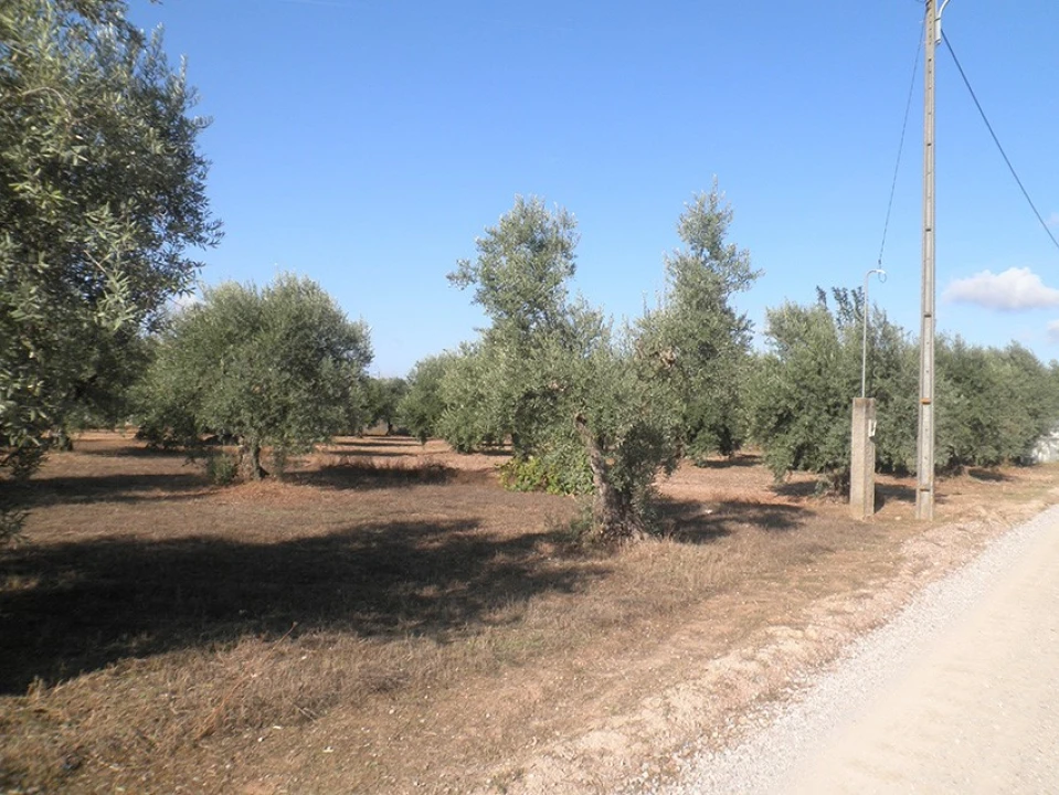 Terreno Agricola ou Rústico para Venda em Ponte de Sor, Tramaga e Vale de Açor Foto 7