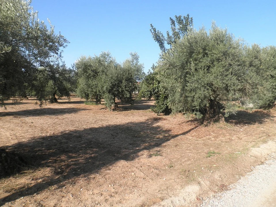 Terreno Agricola ou Rústico para Venda em Ponte de Sor, Tramaga e Vale de Açor Foto 8