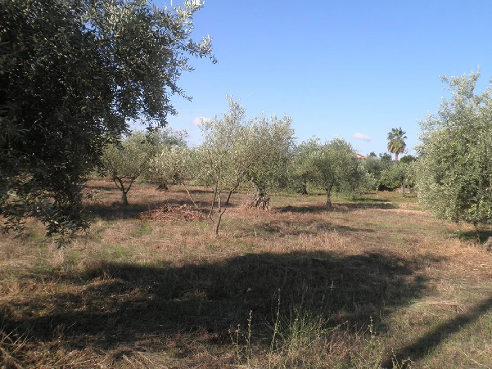 Terreno Agricola ou Rústico para Venda em Ponte de Sor, Tramaga e Vale de Açor Foto 10