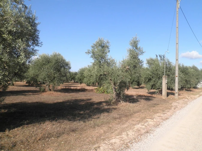 Terreno Agricola ou Rústico para Venda em Ponte de Sor, Tramaga e Vale de Açor Foto 7