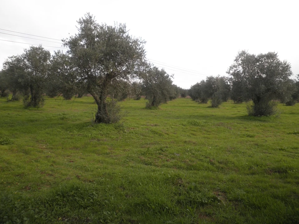 Terreno Agricola ou Rústico para Venda em Ponte de Sor, Tramaga e Vale de Açor Foto 2