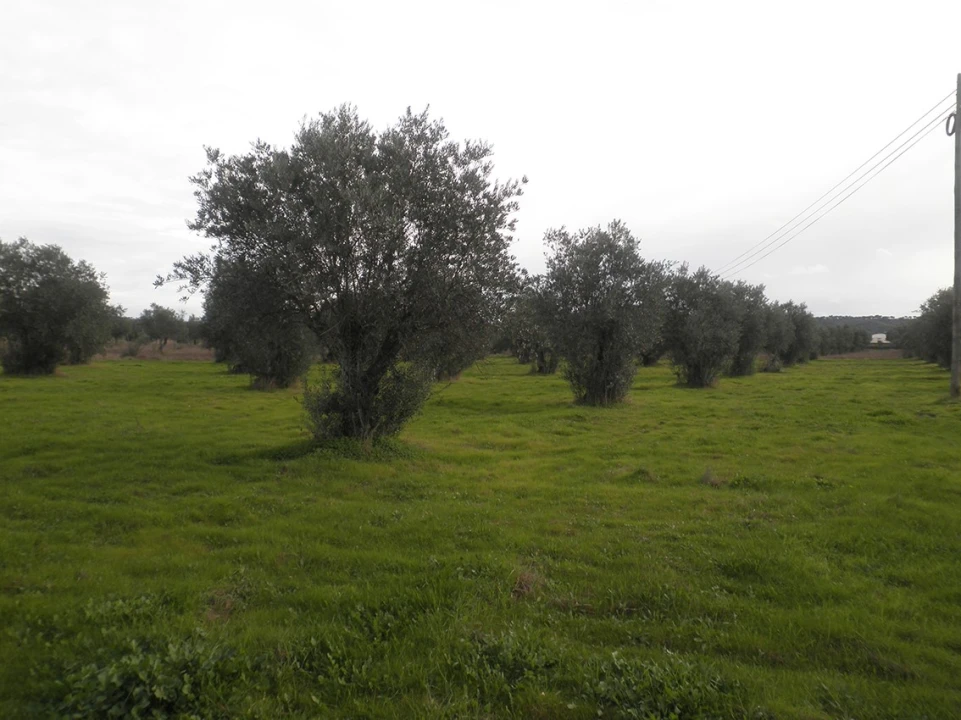 Terreno Agricola ou Rústico para Venda em Ponte de Sor, Tramaga e Vale de Açor Foto 3