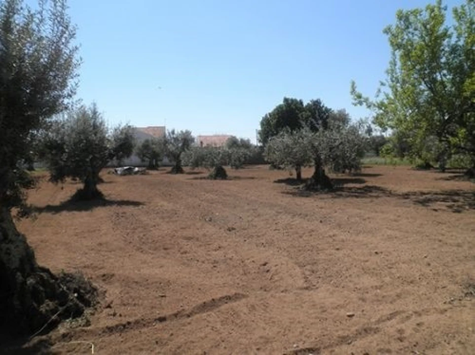 Terreno Agricola ou Rústico para Venda em Ponte de Sor, Tramaga e Vale de Açor Foto 2