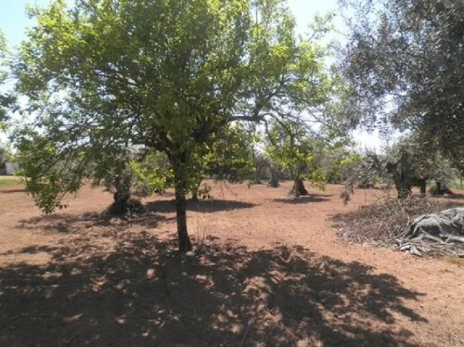 Terreno Agricola ou Rústico para Venda em Ponte de Sor, Tramaga e Vale de Açor Foto 1