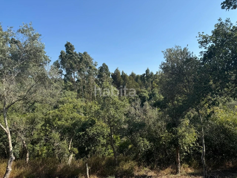 Quinta para Venda em São Luis Foto 20