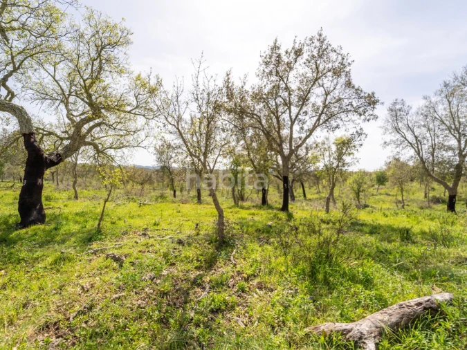 Quinta T2 para Venda em Cercal Foto 15